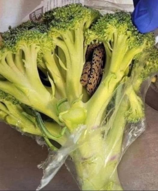 Horrified man finds something unbelievable in a bag of broccoli he purchased from Supermarket