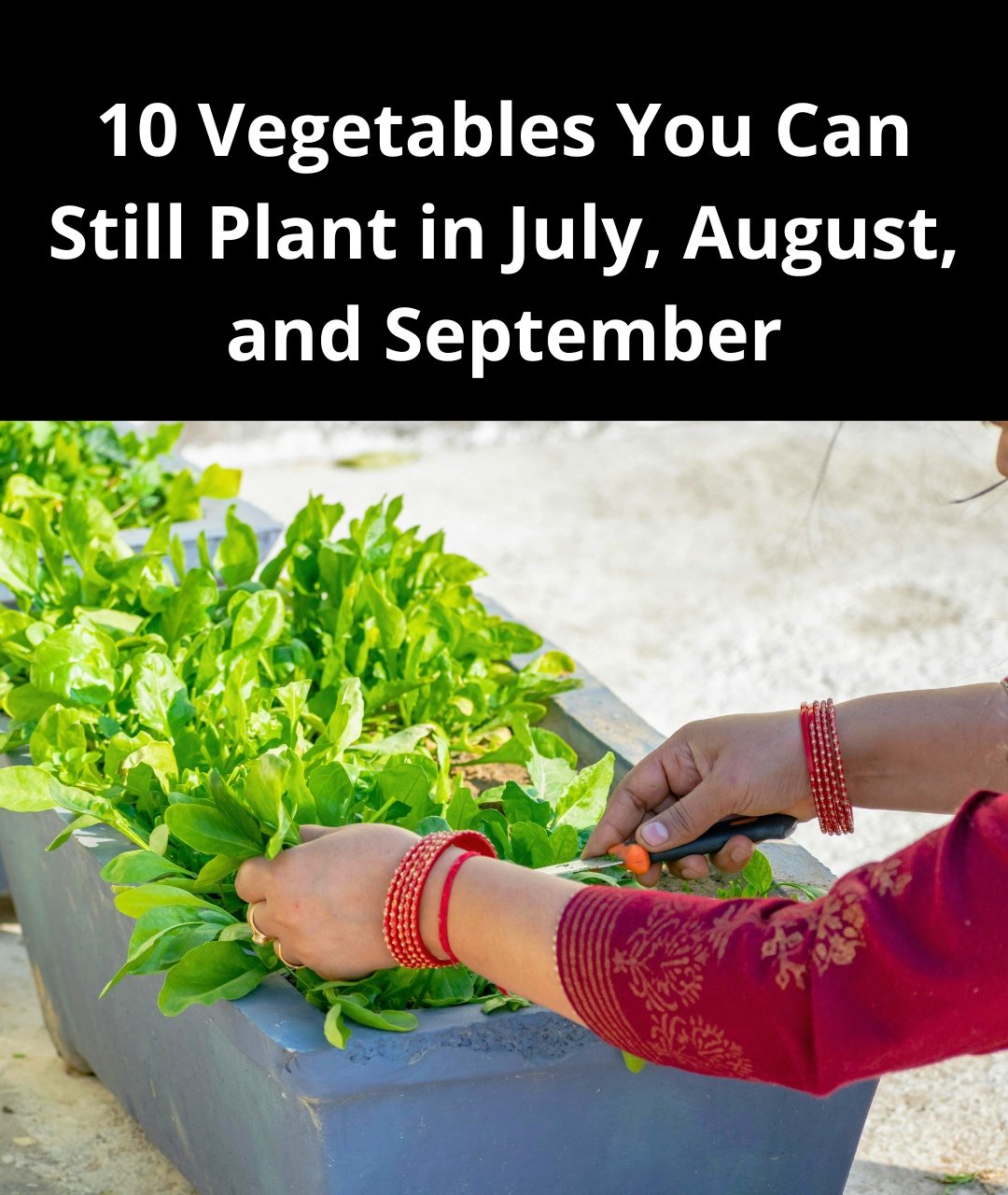 Vegetables You Can Plant in July, August, and September