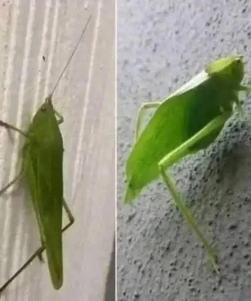 Insect Messaging: The Leaf Grasshopper’s Messenger