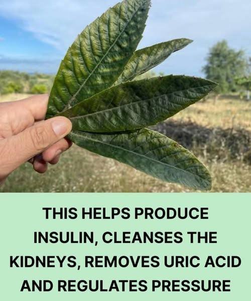 Discover the unsuspected virtues of this leaf: renal detox, regulation of uric acid and bl00d pressure balance