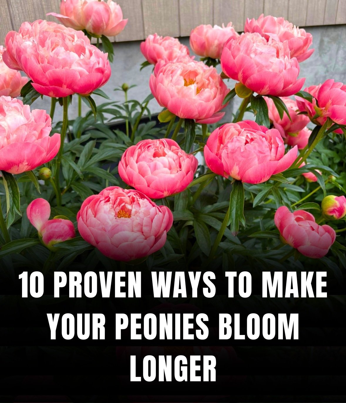 How to Keep Your Peonies Perfect and Blooming Longer