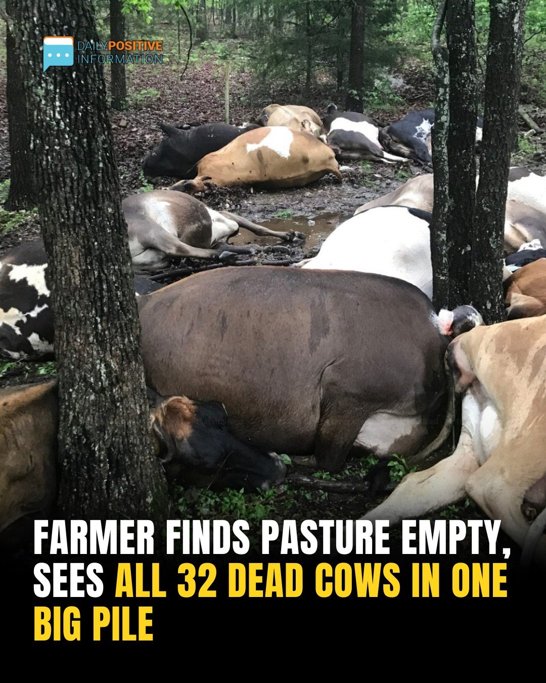 Farmer Finds Pasture Empty, Sees All 32 Dead Cows In One Big Pile