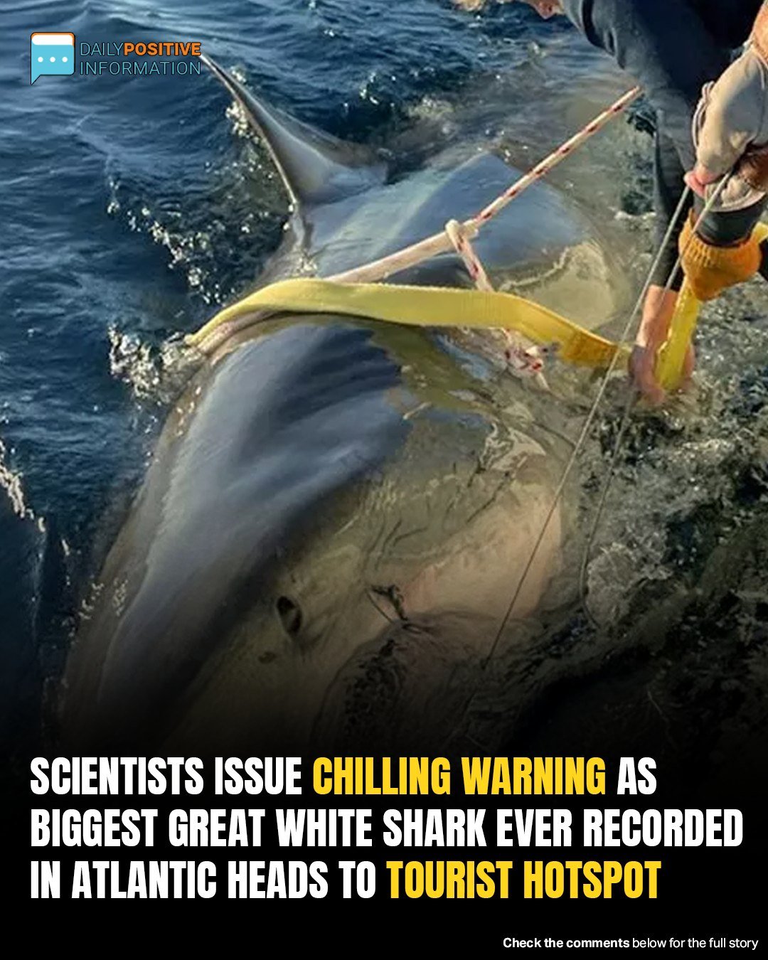 Scientists Warn As Record-Breaking Great White Shark Heads Toward Tourist Hotspot