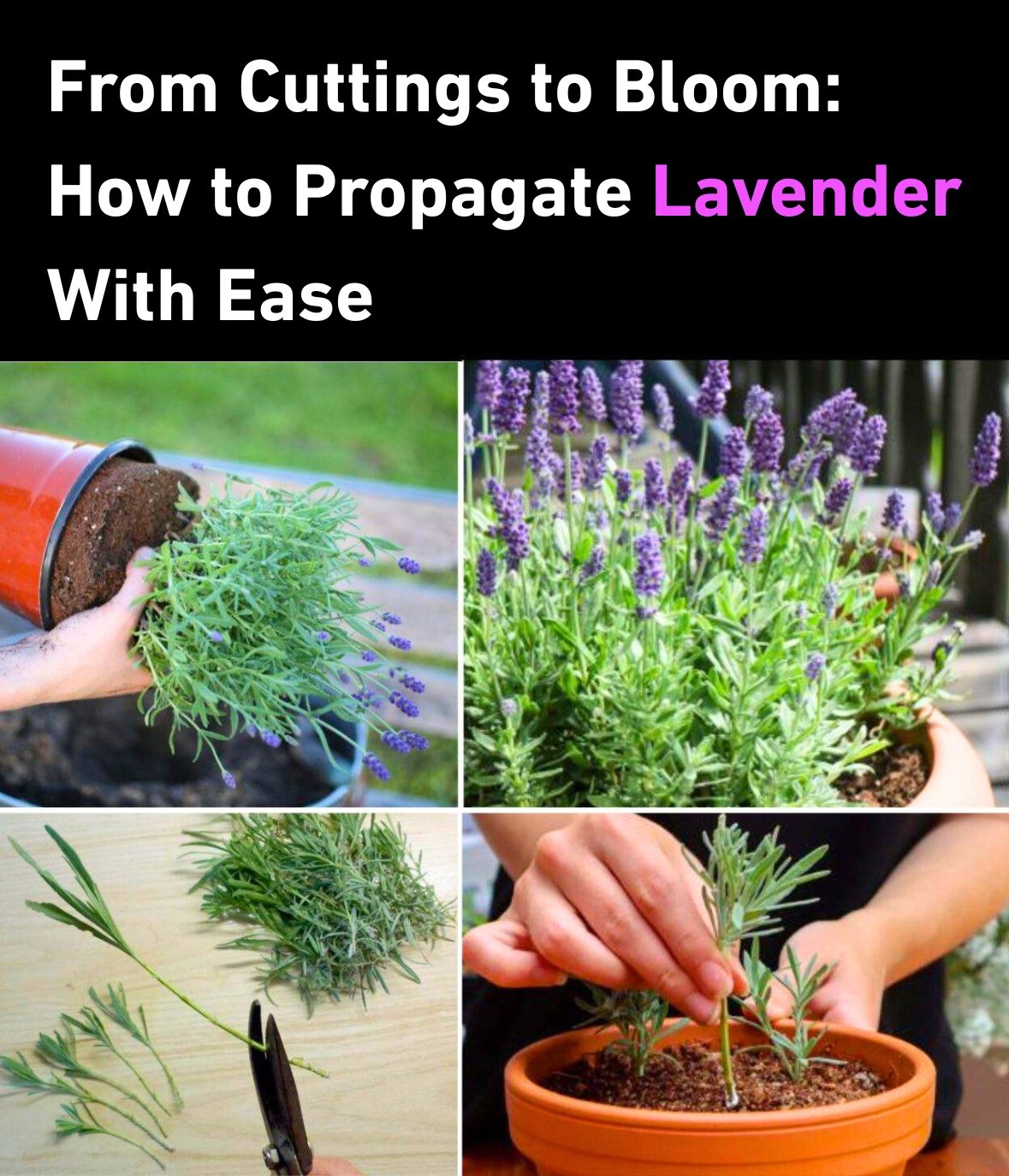 My Step-by-Step Guide to Grow Perfect Lavender from Cuttings