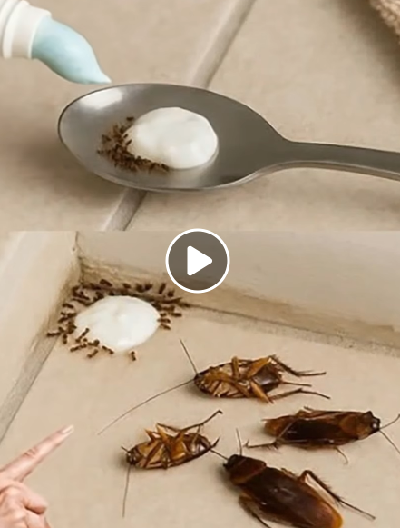 Say Goodbye to Pests: This Household Trick Repels Flies, Mosquitoes, and Cockroaches