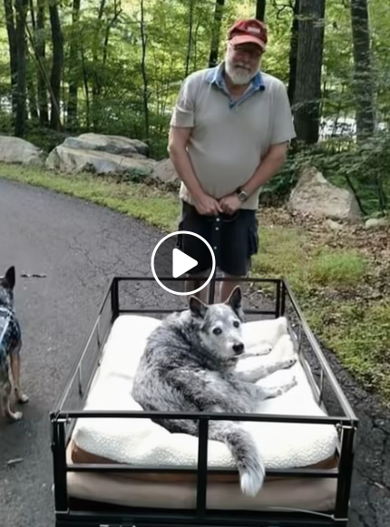 His Dog’s Suffering: The Unforgettable Answer That Changed My Perspective