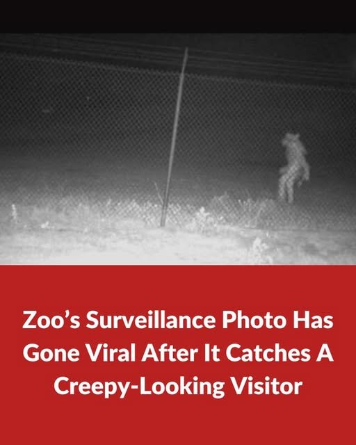 Zoo’s Surveillance Photo Has Gone Viral After It Catches A Creepy-Looking Visitor