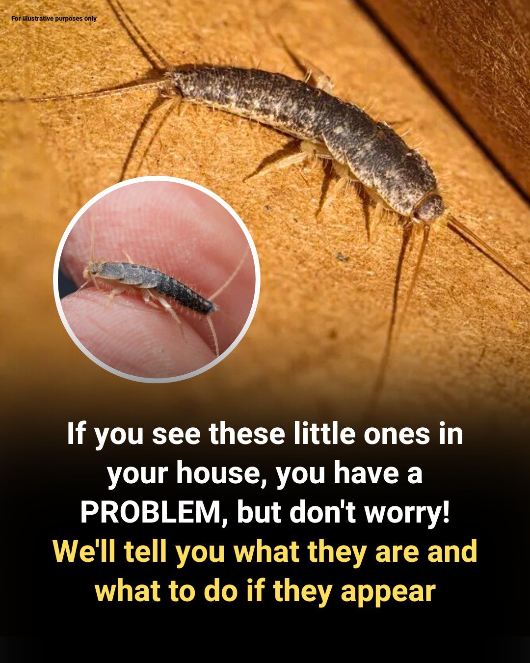 If You See These Little Ones in Your House, You Have a PROBLEM—But Don’t Worry!