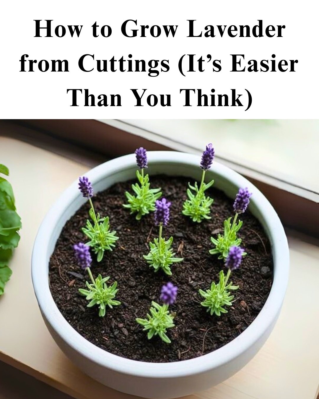 My Step-by-Step Guide to Grow Perfect Lavender from Cuttings