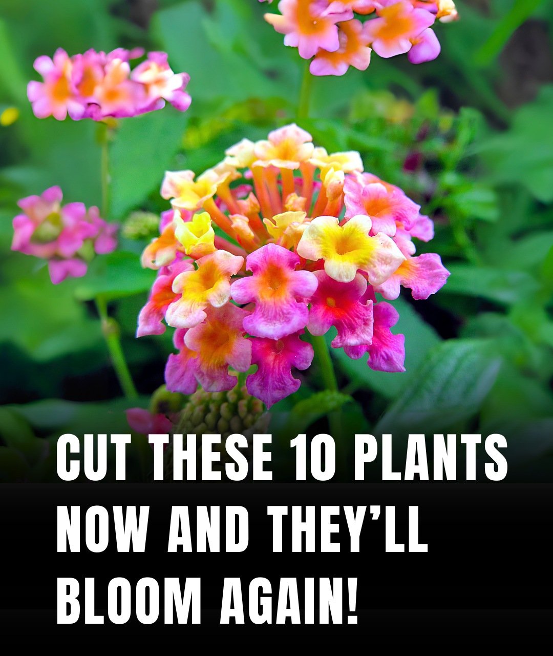 10 Plants That Reflower If You Cut Them at the Right Time