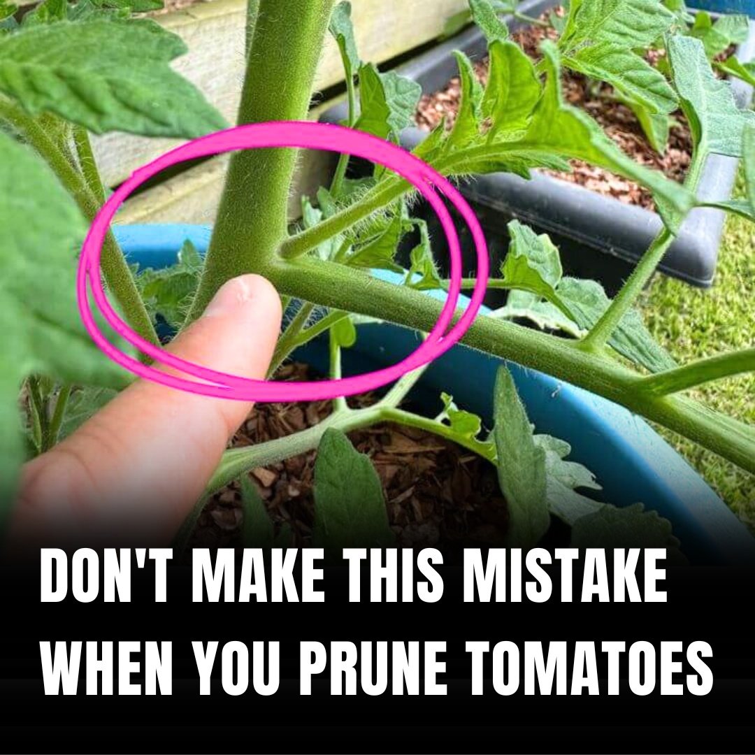 How to Prune Tomatoes for Maximum Yield and Plant Health