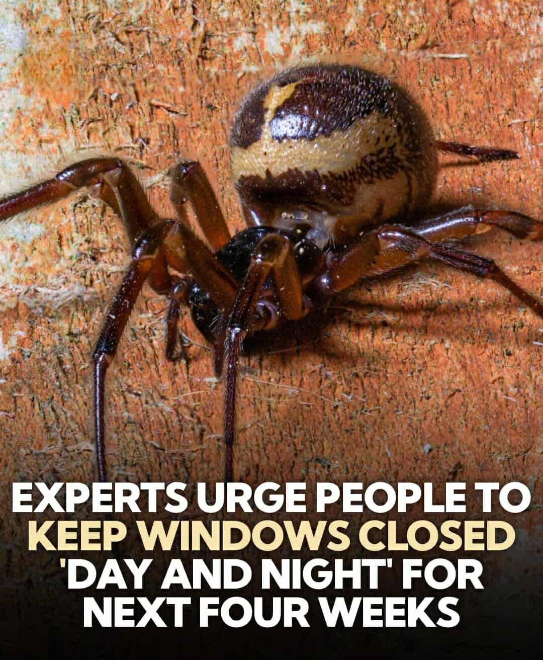 Urgent Warning: Keep Windows Shut to Stop the Spider from Entering Homes
