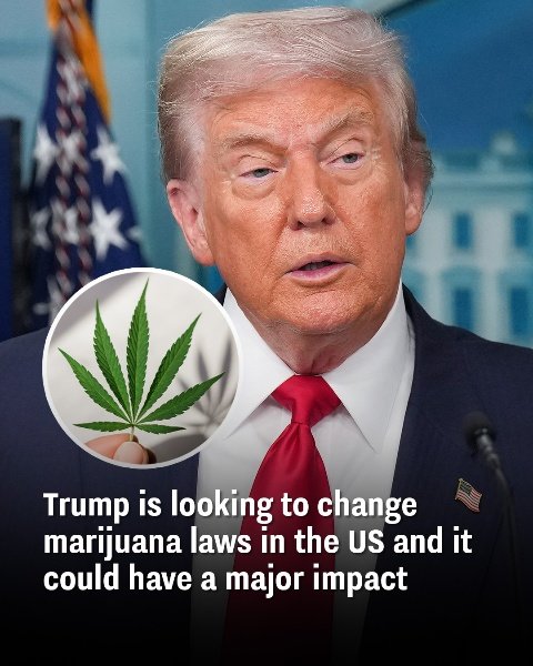 U.S. marijuana laws could see major changes as Trump pushes for reform