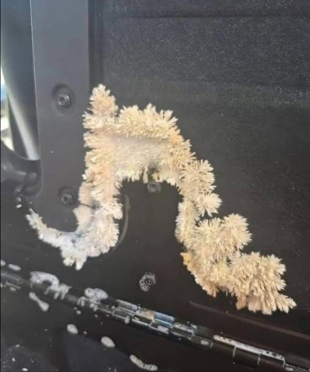 Under the back seat of my car, I noticed something very unusual that kept growing right before my eyes – I was surprised when I found out what it was