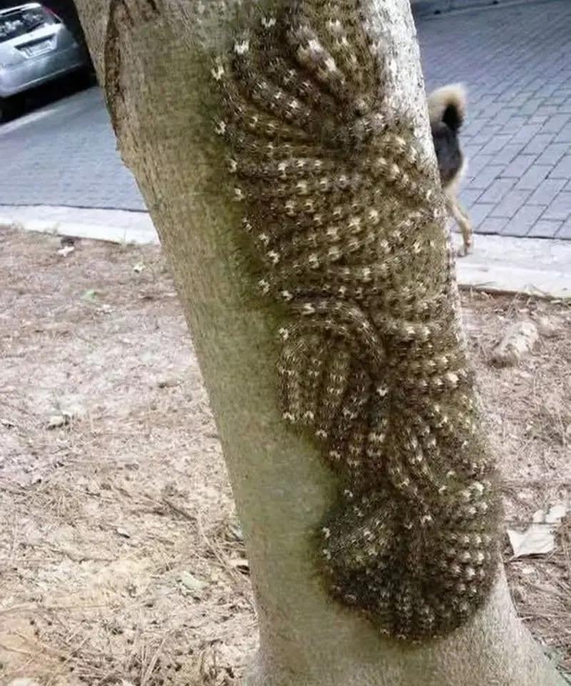 What my daughter nearly touched could have cost her l.ife: Never ignore this sign in nature