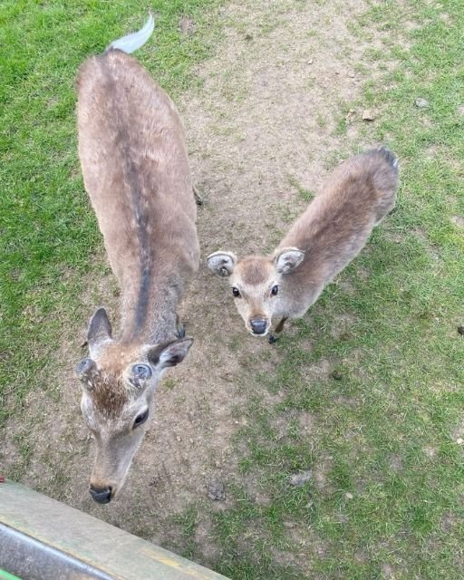 I THOUGHT THEY WERE JUST CURIOUS DEER UNTIL I SAW WHAT THE LITTTLE ONE WAS CARRYING