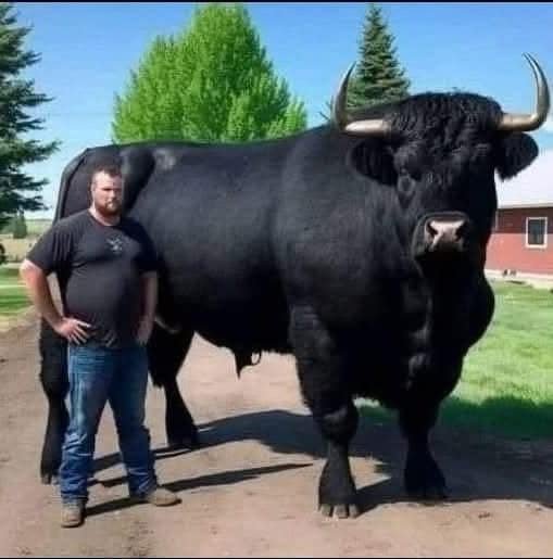 I just invested $6,500 in a registered Black Angus bull.