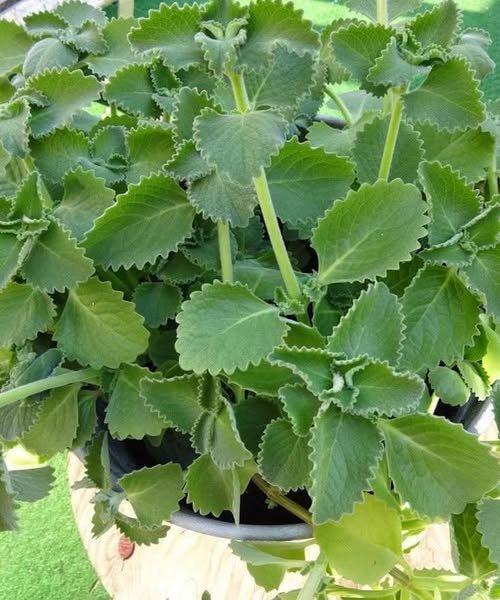 It’s amongst The Most Poweful Plants in the World