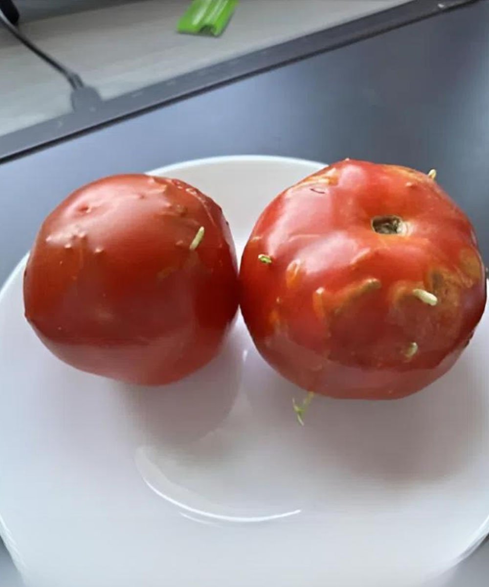 Bizarre Twist: Ruined Tomatoes Uncover Something Unexpected in My Kitchen