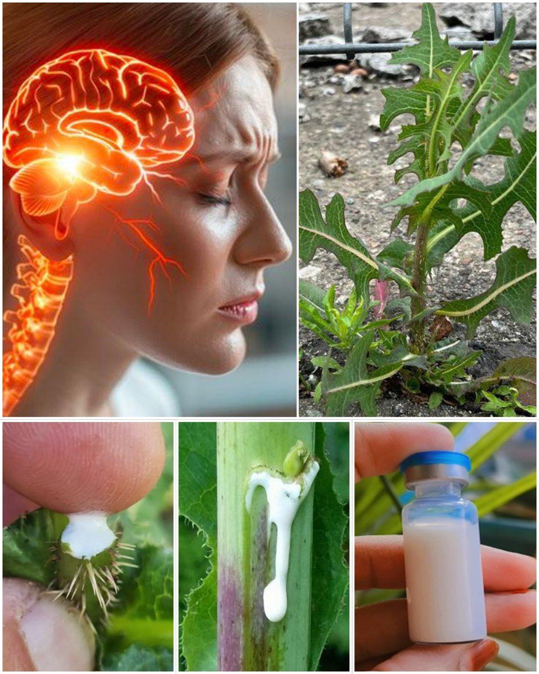 The Power of Wild Lettuce Sap: How to Collect, Use, and Benefit from It