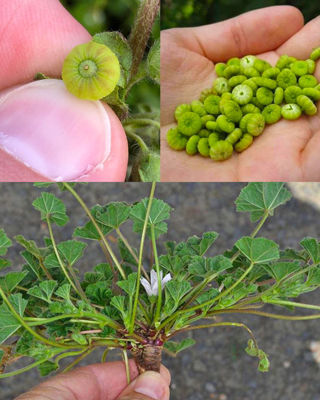 Dwarf Mallow (Malva neglecta): A Powerhouse of Health Benefits and Uses