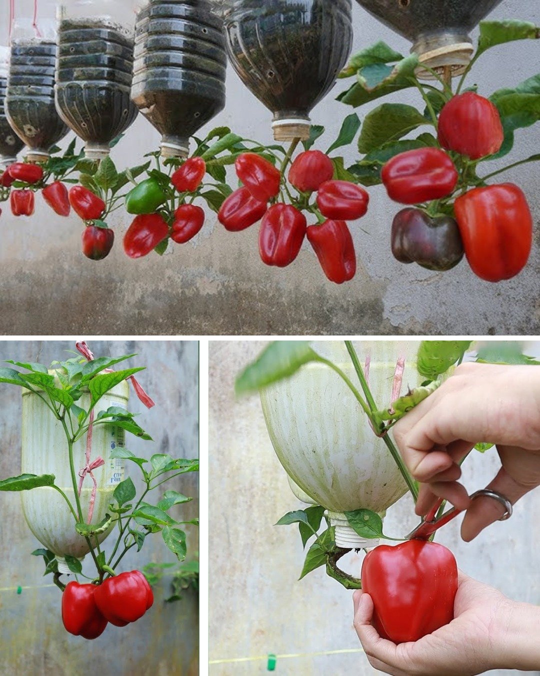 How to Grow Bell Peppers at Home: The Secret to Abundant Production