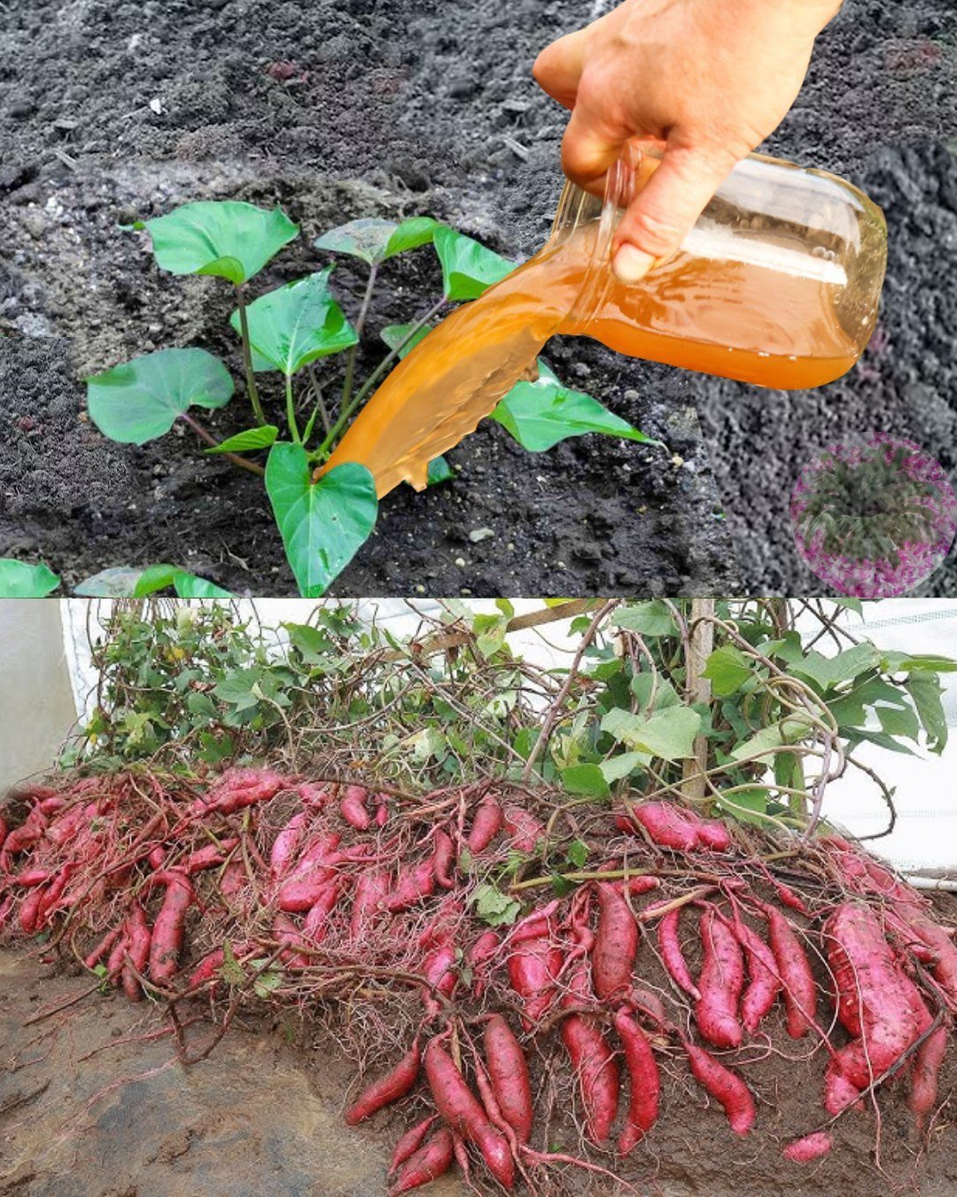 How to Grow Sweet Potatoes Fast and Achieve Big Harvests at Home