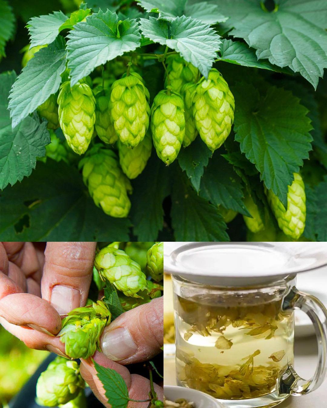 Discover the Hidden Power of Hops for Health and Home Remedies