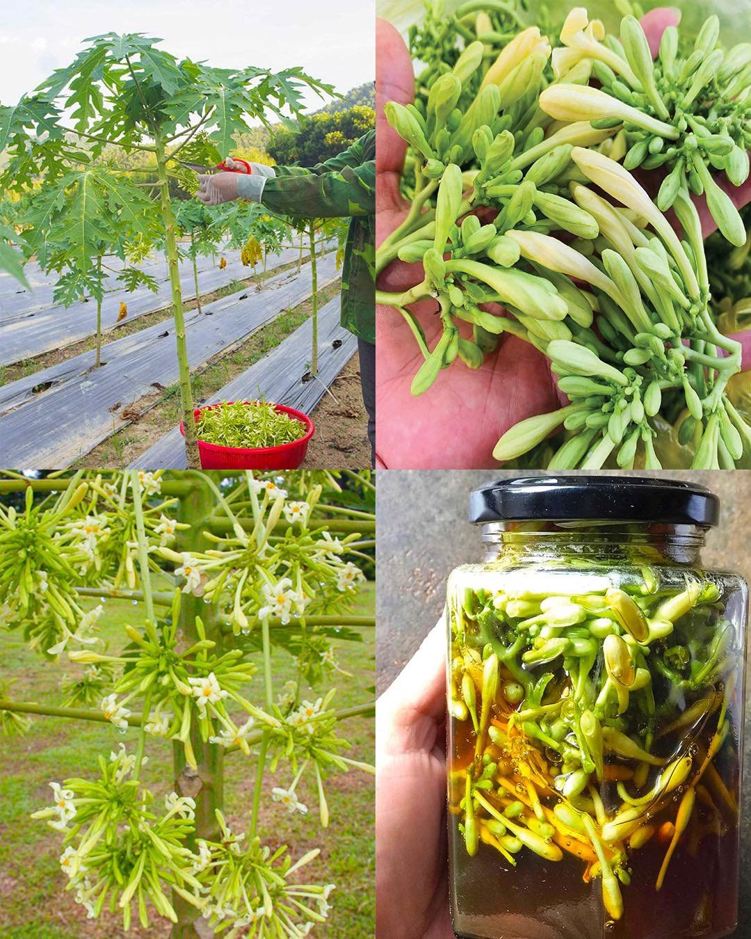 The Hidden Power of Male Papaya Flowers – Benefits and How to Use Them