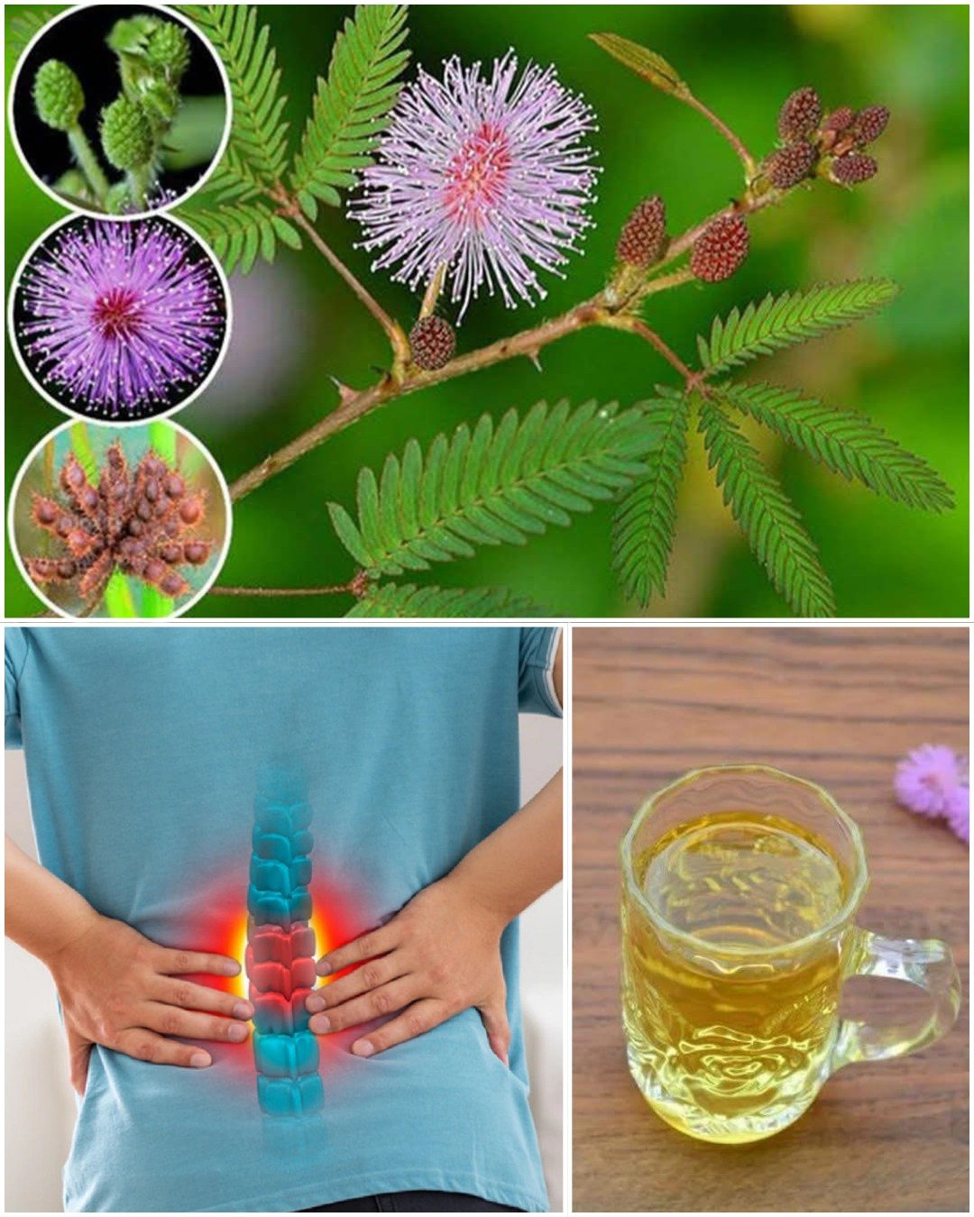 The Digestive Benefits of Mimosa Pudica: A Natural Gut Cleanser