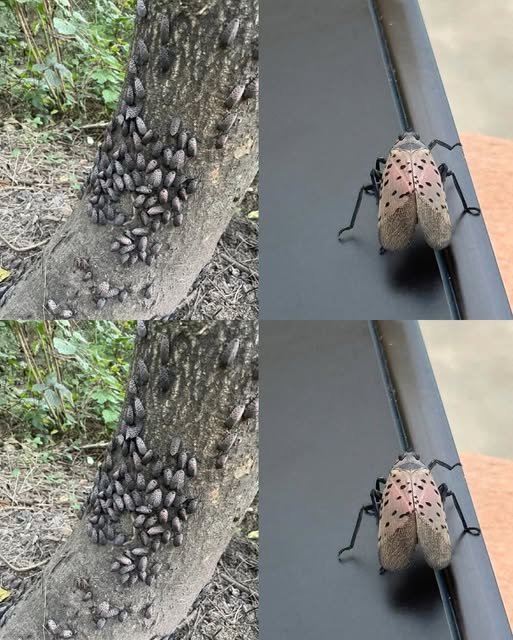 Catch this insect in your home? Take it out right away!