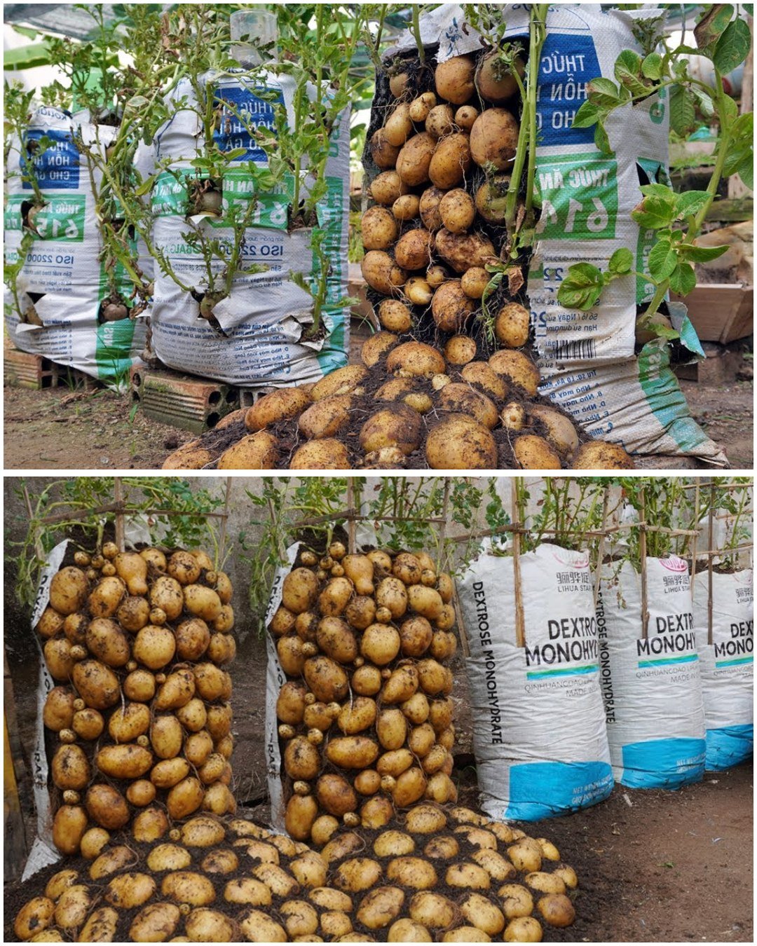 Why do potatoes grow in bags of soil have so many tubers? Here is the answer