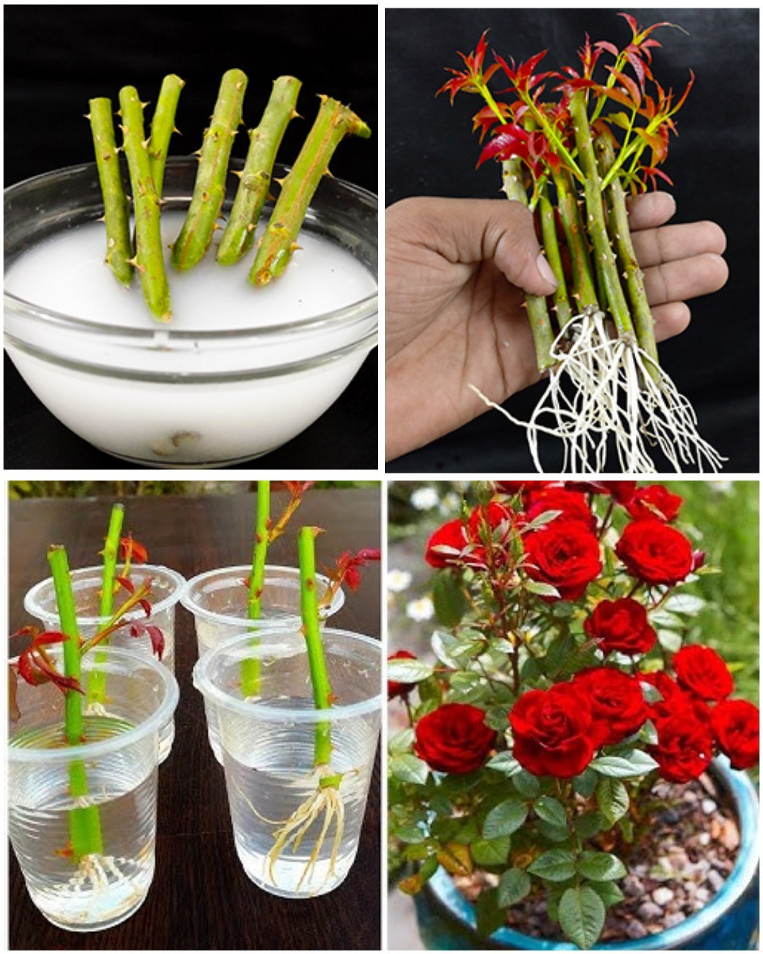 How to Grow Roses from Cuttings: A Simple Guide to Propagating Your Favorite Blooms