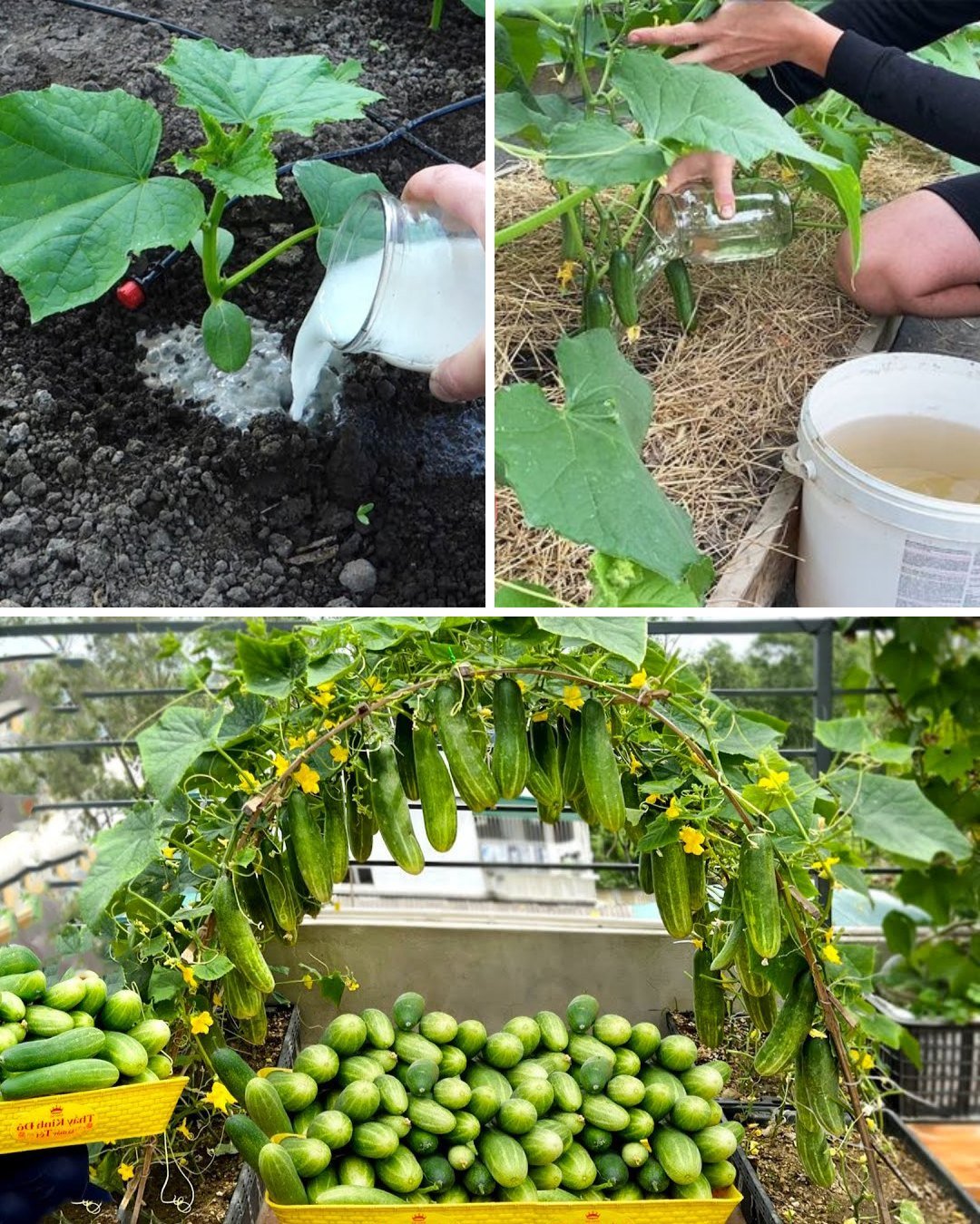 Boost Your Garden’s Yield with a Homemade Yeast Fertilizer