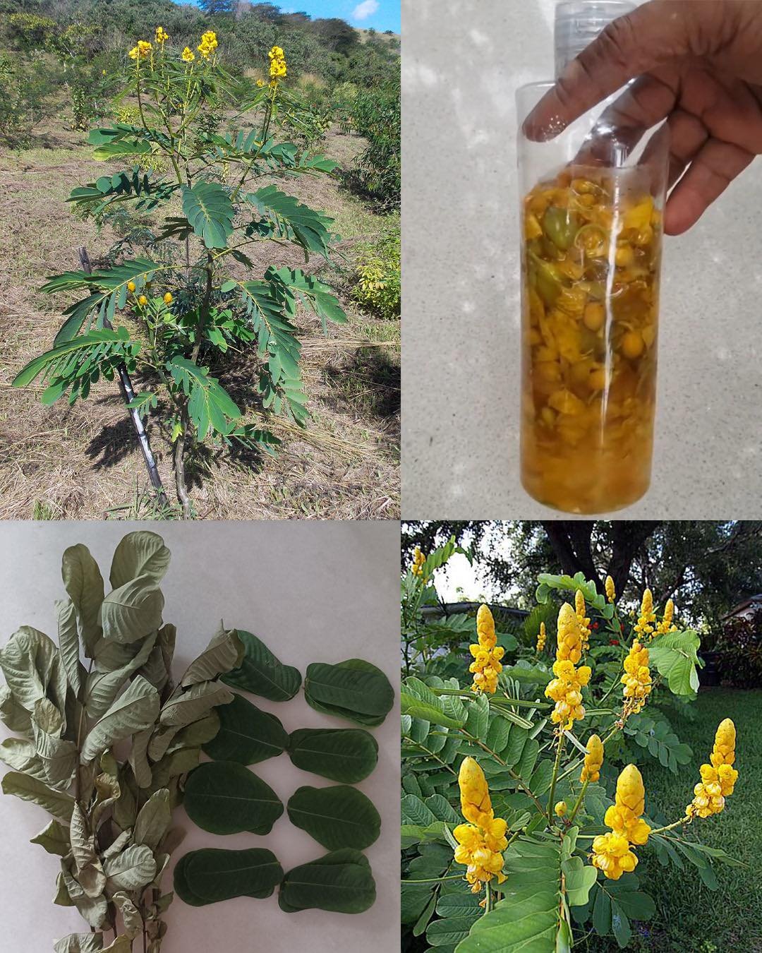 Senna Alata: The Healing Candle Bush with 30 Impressive Benefits and Easy Homemade Uses