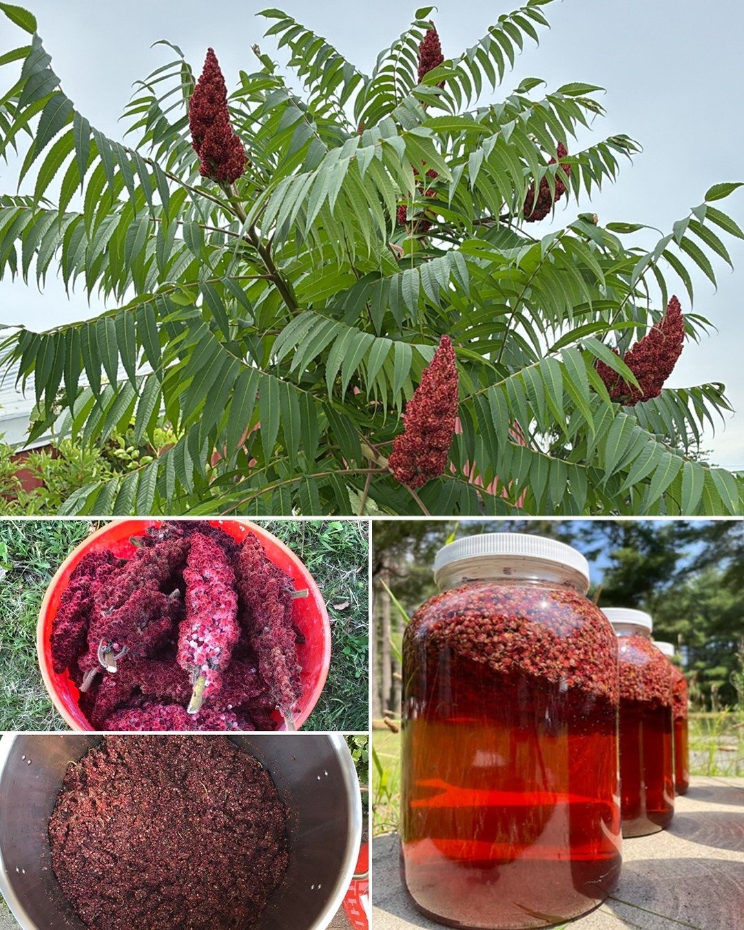 Sumac Power: 20 Benefits and Easy Ways to Use It at Home