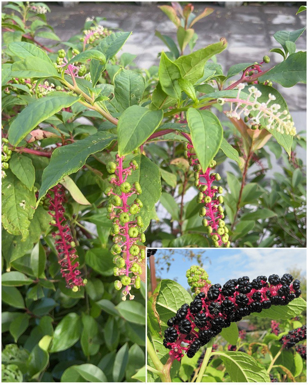 Pokeweed (Phytolacca americana): Why You Should Keep Your Distance from These Toxic Plants