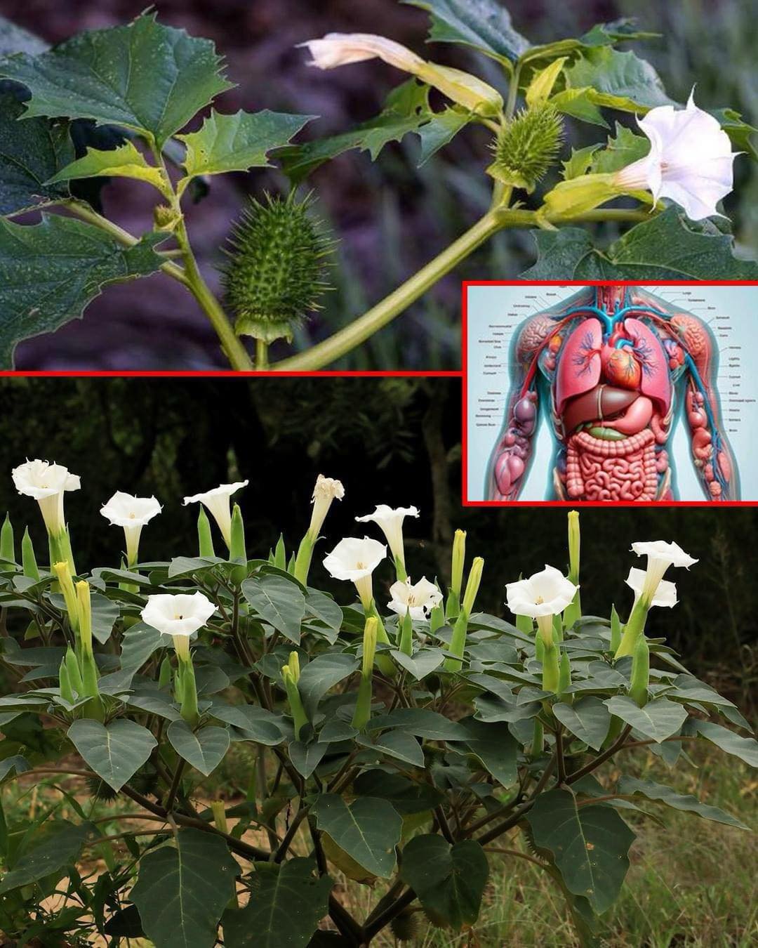 The Datura Genus: Why You Should Keep Your Distance from These Toxic Plants