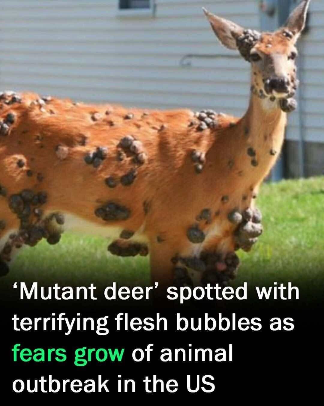 ‘Mutant deer’ with bubble skin sparks outbreak fears in US