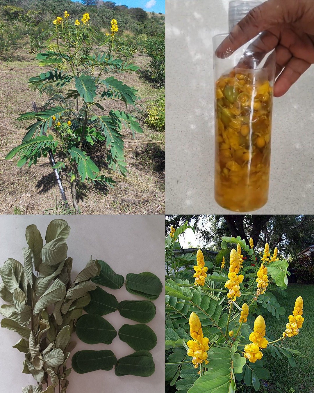 The Powerful Medicinal Benefits and Uses of Senna alata