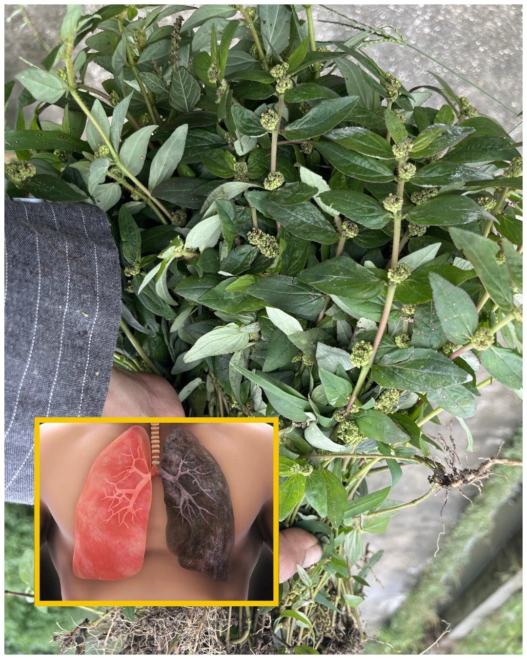 Euphorbia Hirta: 30 Health Benefits and How to Use It Safely