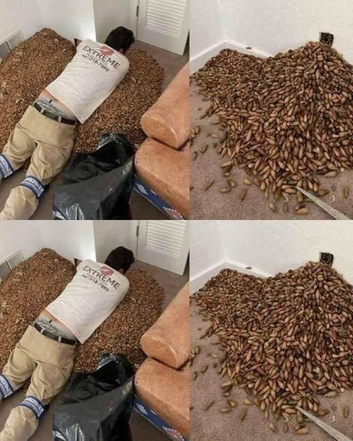 A man smells a strong smell in his house, when he finds out that he opens the wall he finds!