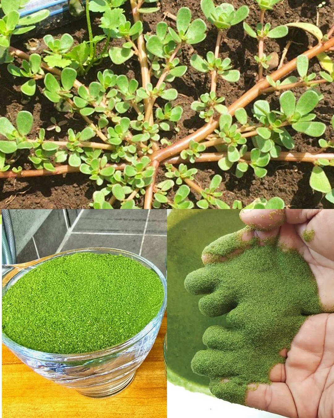 11 Little-Known Secrets of Purslane: A Wonder Plant in Disguise