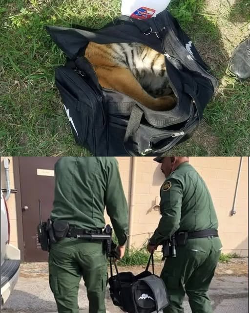 Border Rescue Unveils a Tiger in a Bag, Stunning Everyone