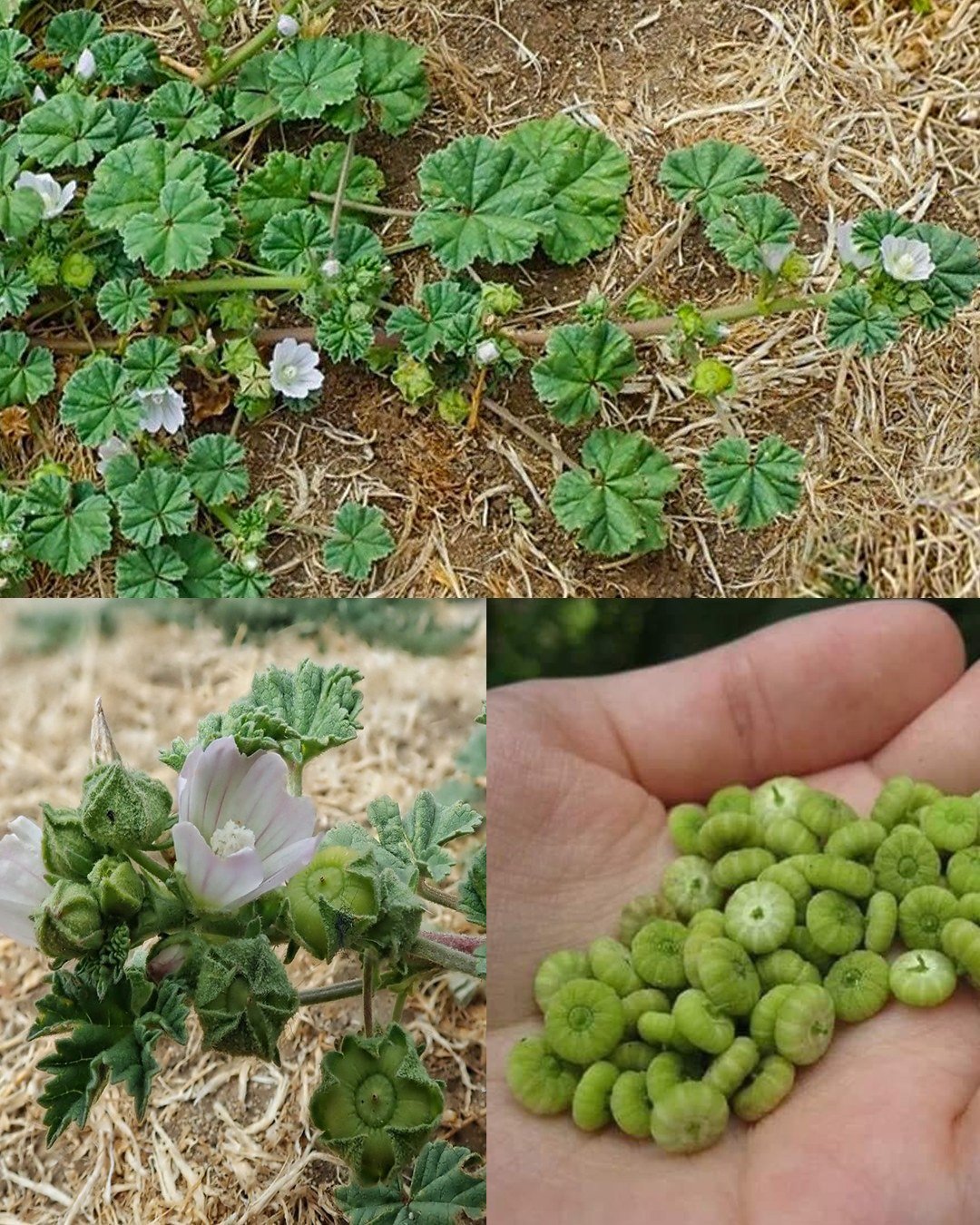 Dwarf Mallow (Malva neglecta): A Powerhouse of Health Benefits and Uses