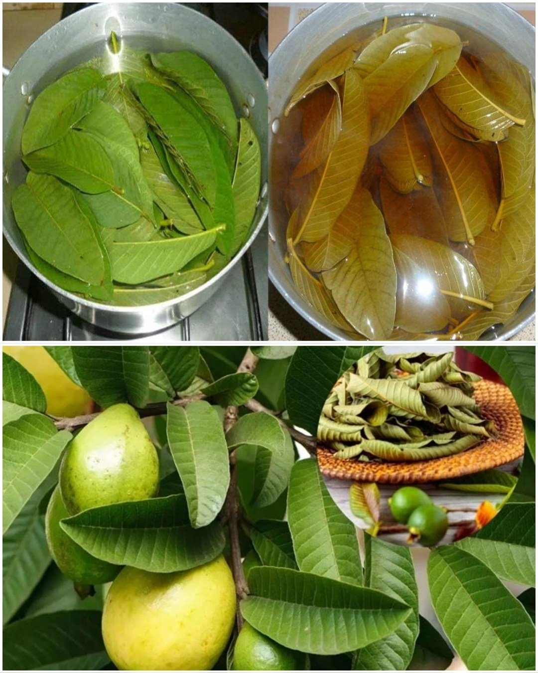 25 Incredible Benefits of Guava Leaves