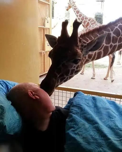 Saying Goodbye to His Favorite Animals — A Man Facing Terminal Illness Visits the Giraffes One Last Time