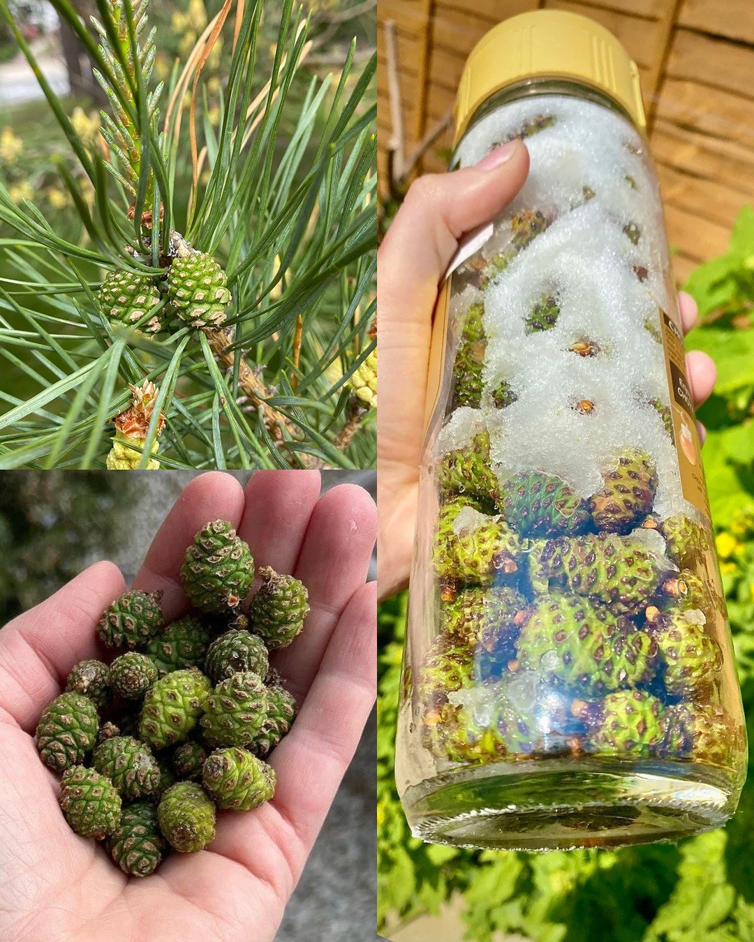 Pine Cone Syrup: A Newbie-Friendly Guide (Benefits, How to Make It, and Everyday Uses)