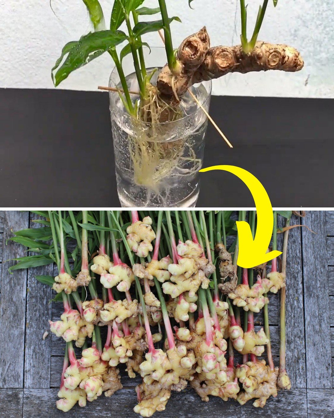 Stop Buying Ginger. Here’s How to Grow an Endless Supply of Ginger Right at Home