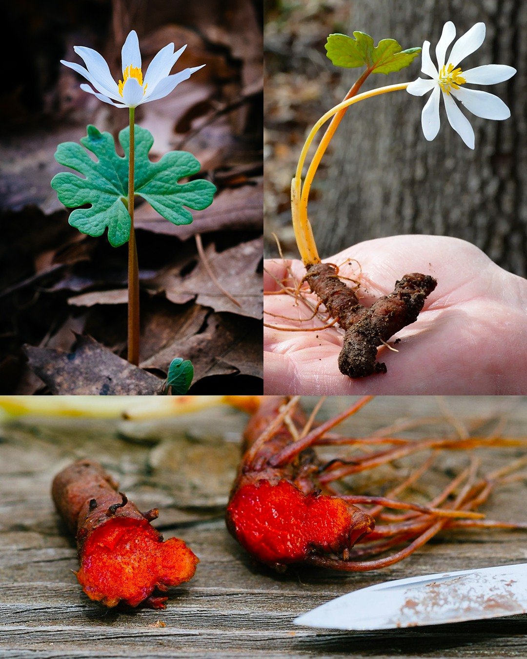 Bloodroot (Sanguinaria canadensis): The Hidden Power of a Small Forest Flower